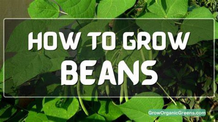 Where do beans grow best?