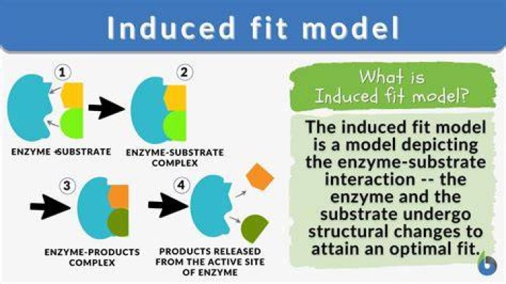 Why is the induced fit model important?
